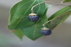 Cinnamomum verum